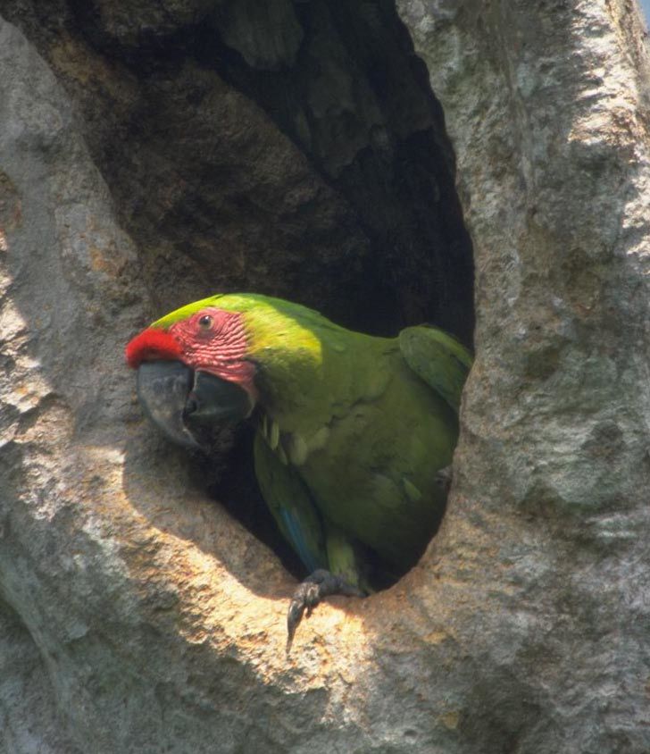 5.-6. Regnskoven & den grønne papegøje